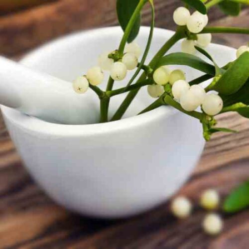 The Many Myths and Species of Mistletoe